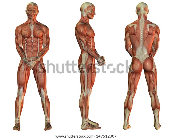立つ時の男性の筋肉構造の図 のイラスト素材 149512307