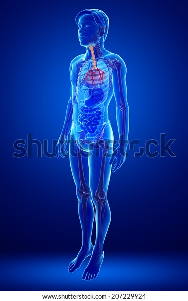 Illustration Male Throat Anatomy Stock Illustration 207229924