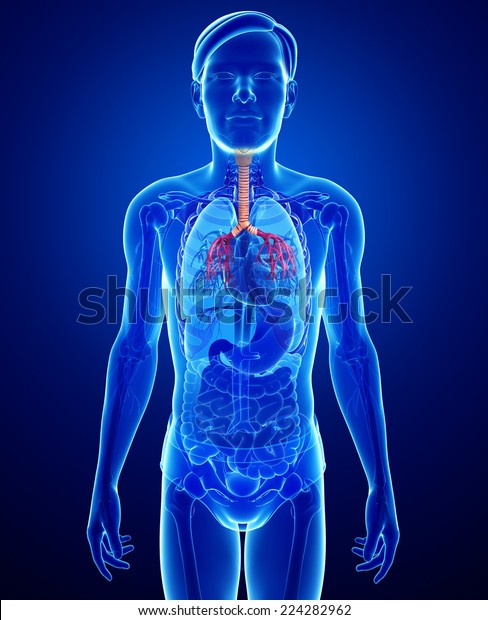 Illustration Male Throat Anatomy Stock Illustration 224282962