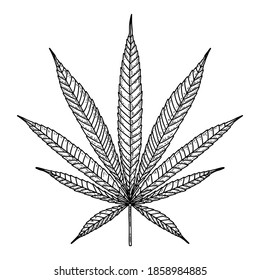 Cannabis Leaf Vintage Engraved Style Smoking Stock Vector (Royalty Free ...