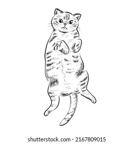 Illustration material cat lying