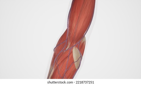 Illustration Of Median Cubital Vein.3d Rendering