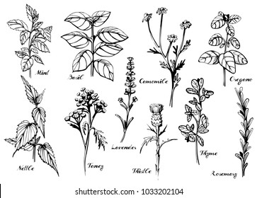 illustration of medical herbs set with calligraphy labels: mint, basil, camomile, oregano, nettle, tancy, lavender, thistle, thyme, rosemary. Vintage hand-drawn style.