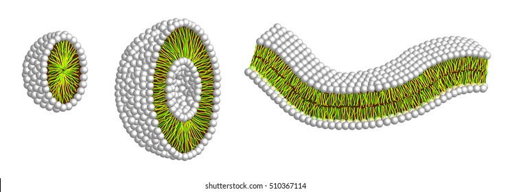 Illustration Of Micelle, Liposome And Double Layer