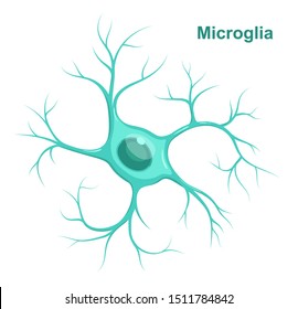 Illustration of microglia.  Neuroglia (glial cell)