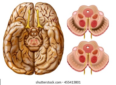 Illustration Of The Middle Part Of The Brain Where Dopamine Is Located