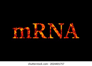 Illustration Of MRNA , Messenger RNA