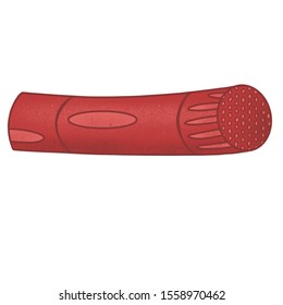 The Illustration Of A Myofibril Of A Human Muscle Tissue