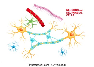 Illustration of Neuron and glial cells (Neuroglia). Astrocyte, microglia and oligodendrocyte, ependymal cells (ependymocytes and tanycytes)
