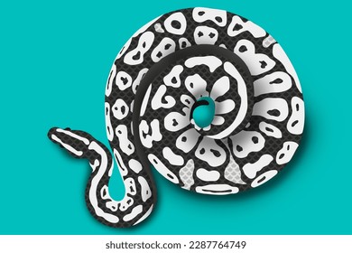 The illustration of the New stormtrooper pattern Ball python.