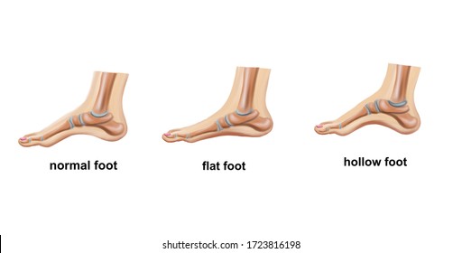 Foot Anatomy Hd Stock Images Shutterstock