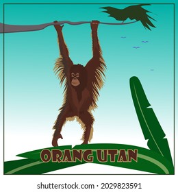 ILLUSTRATION OF ORANG UTAN. animal endemic from Indonesia. suitable for children book