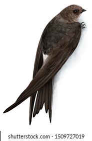 Illustration of Pacific Swift, The Small Bird  Living in the Sky
