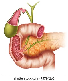 Illustration The Pancreas Duodenum And Gallbladder.