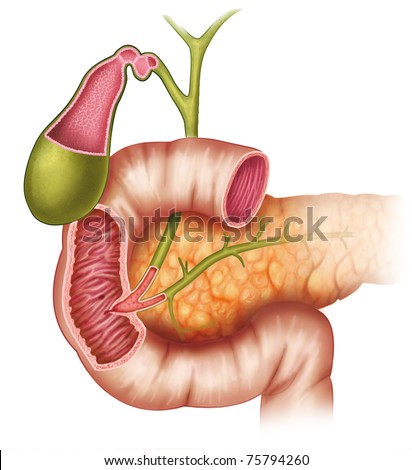 illustration pancreas duodenum gallbladder stock illustration