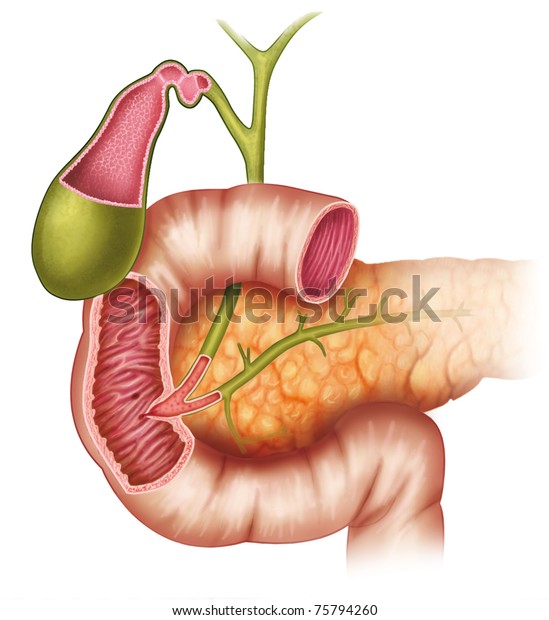 Illustration Pancreas Duodenum Gallbladder Stock Illustration 75794260