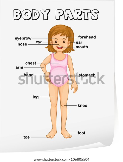 Illustration Parts Body Sheet Stock Illustration 106805504