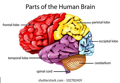 Illustration of parts of the brain - EPS VECTOR format also available in my portfolio.