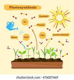 Illustration of photosynthesis - infographics of the photosynthesis process. Infographics in flat style.