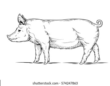 5,159 Hog sketch Images, Stock Photos & Vectors | Shutterstock