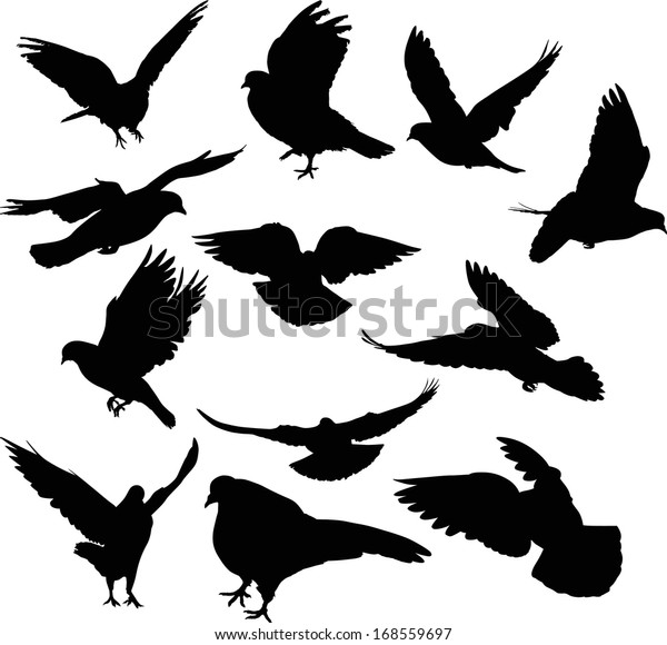 Illustration Pigeon Silhouettes Isolated On White Stock Illustration ...