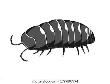 Illustration of pill bug (white background)