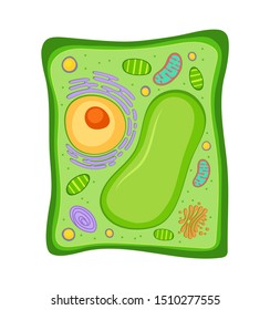 131,536 Plant cell Images, Stock Photos & Vectors | Shutterstock