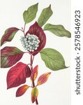 Illustration of a plant with green and red leaves and white berries. The plant