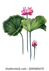 Illustration  poster pink Egyptian lotus  Banner water pink lily  Flower and leaves  stems  bud  Hand drawing and pencils   watercolors  isolated white background 