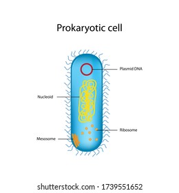Illustration of prokaryotes and single cell, bacteria cell structure shows cell wall, membrane, nucleoid, ribosome, plasmid DNA and flagellum.
