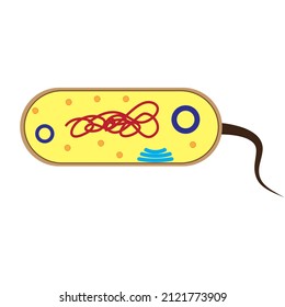 Illustration Of Prokaryotes And Single Cell, Bacteria Cell Structure Shows Cell Wall, Membrane, Nucleoid, Ribosome, Plasmid DNA And Flagellum.