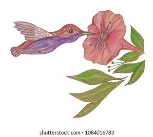 Illustration realistic drawing and colored pencils flowers   hummingbird