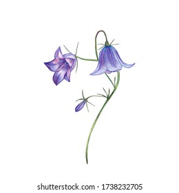 リアルな紫の桔梗のイラスト カラフルな夏の植物 牧草地の野生の花 白い背景に水彩の手描きのエレメント のイラスト素材