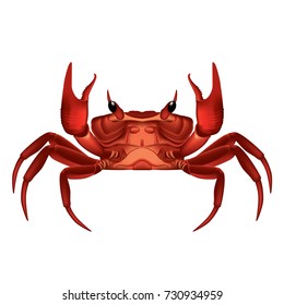 Illustration red crab closeup  Realistic Coastal Animal Portrait    Isolated cancer white background 
