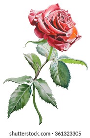 Red Rose Drawing Hd Stock Images Shutterstock