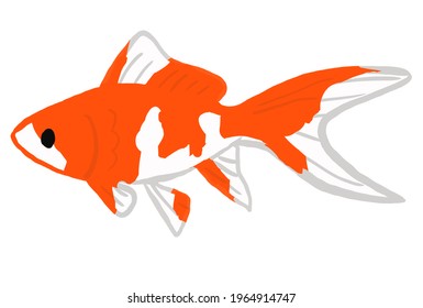 849 Comet goldfish Images, Stock Photos & Vectors | Shutterstock