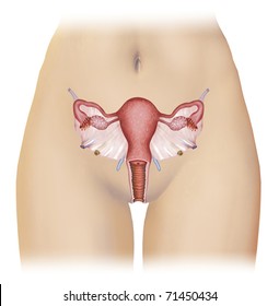 Illustration of the reproductive portion of women where we find the uter