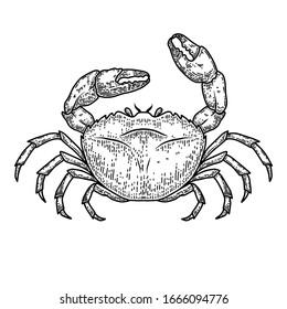 Illustration sea crab in engraving style  Design element for logo  label  sign  emblem  poster 