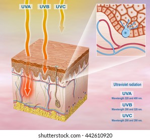 Illustration Of The Segment Of The Exposed Skin To Sunlight And Solar UVA, UVB, UVC.