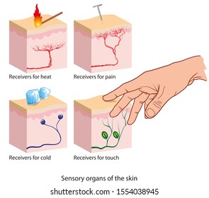 Illustration Of Sensory Organs Of The Skin