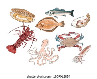 Illustration of a set of seafood, scallop, lobster, flounder, sea bass, oyster, crab, octopus, squid, isolated on white background.