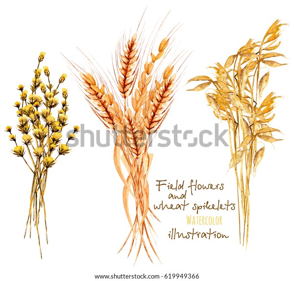 插图与小麦耳朵和干燥花 手绘在白色背景上的水彩库存插图