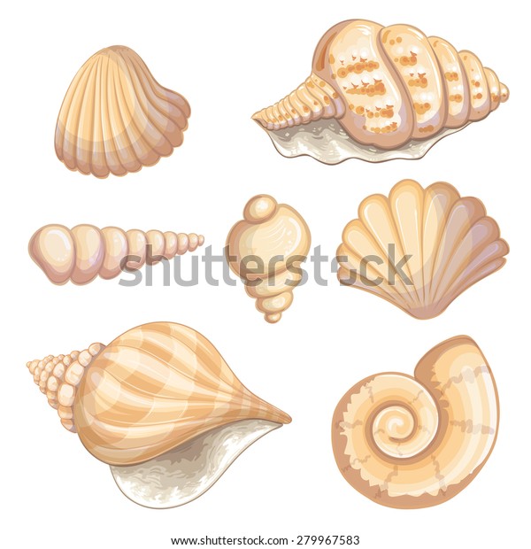 Illustration Shell Collection のイラスト素材