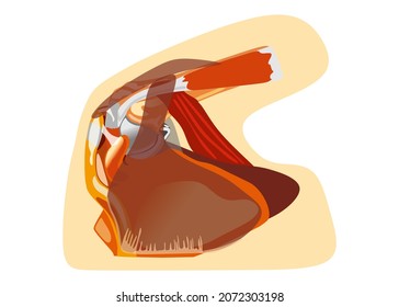 Illustration Shoulder Joint Muscles And Tendons Anatomy Capsule.