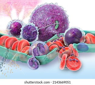 Illustration Showing A Capillary With Immune Cell Responses, Including Cytokine Release, Clotting, Phagocytosis, And Diapedesis