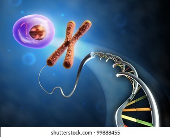 Illustration showing the formation of an animal cell from dna and chromosomes. Digital illustration.