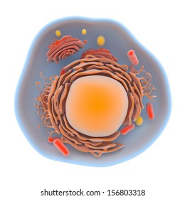 Illustration showing the internal structure of the human cell with the cytoplasmic membrane, nucleus and organelles isolated on white