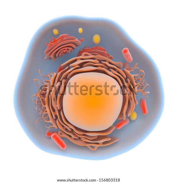 Illustration Showing Internal Structure Human Cell Stock Illustration ...