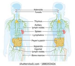 4 Illustration Showing Parts Of The Human Immune System Images, Stock ...