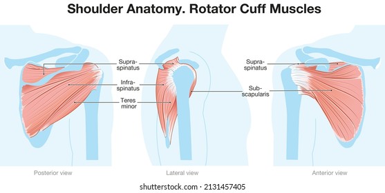 Illustration Showing Shoulder Anatomy. Rotator Cuff Muscles. Labeled Illustration. Blue Red